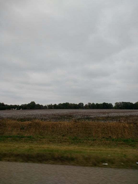 Cotton fields of western Tennessee
